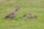 Egyptian Goose 8 (01 Feb 25).jpg