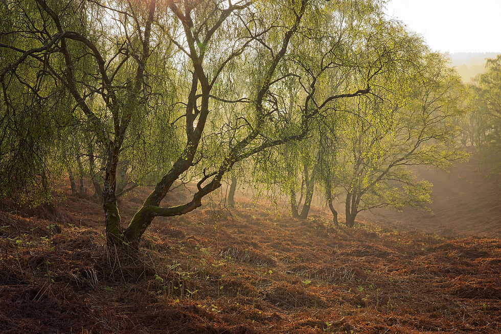 Cannock Chase 40 (27 Apr 25).jpg