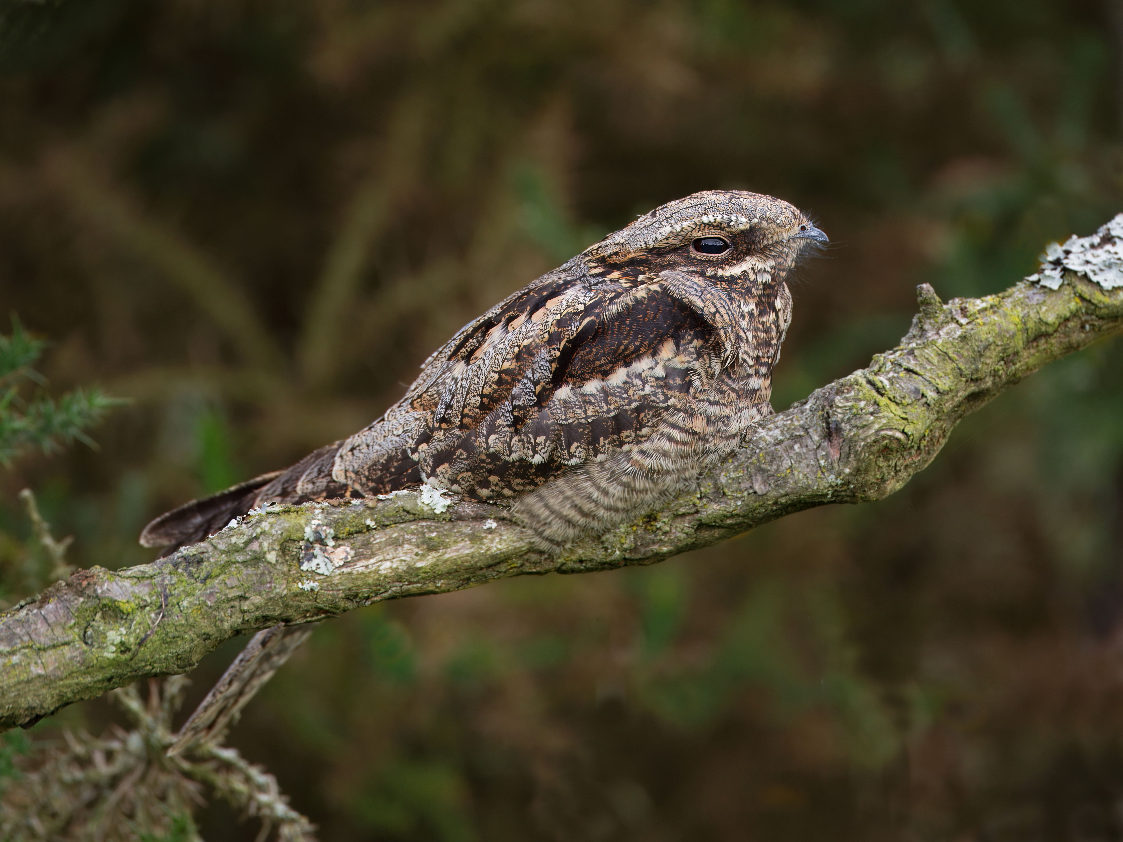CLIVE_NIGHTJAR_1.0 MB.JPG