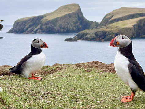 Young Birders Fair Isle Experience