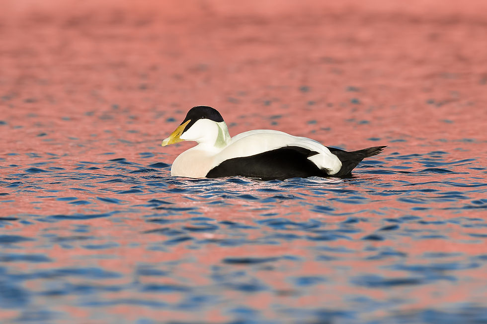 Eider 15 (18 Nov 17).jpg