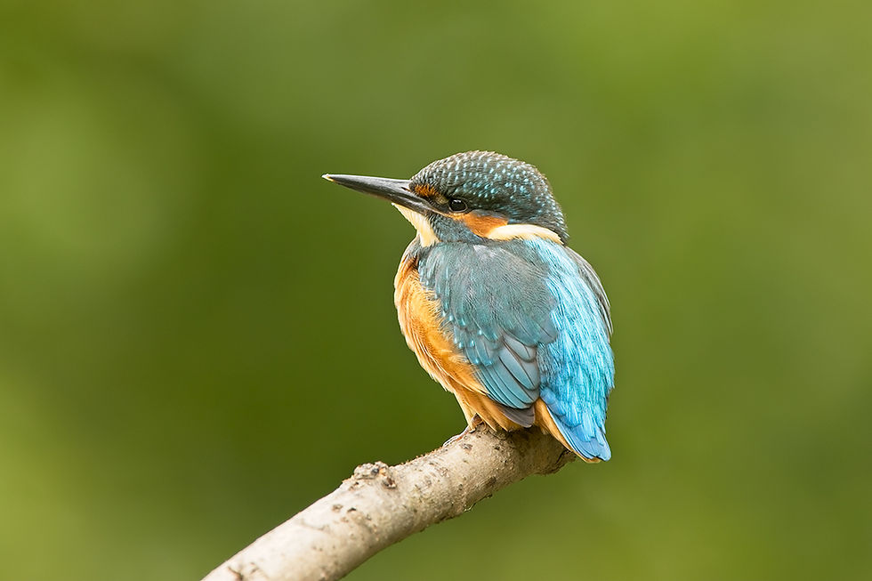 Kingfisher 7 (21 Jun 20).jpg