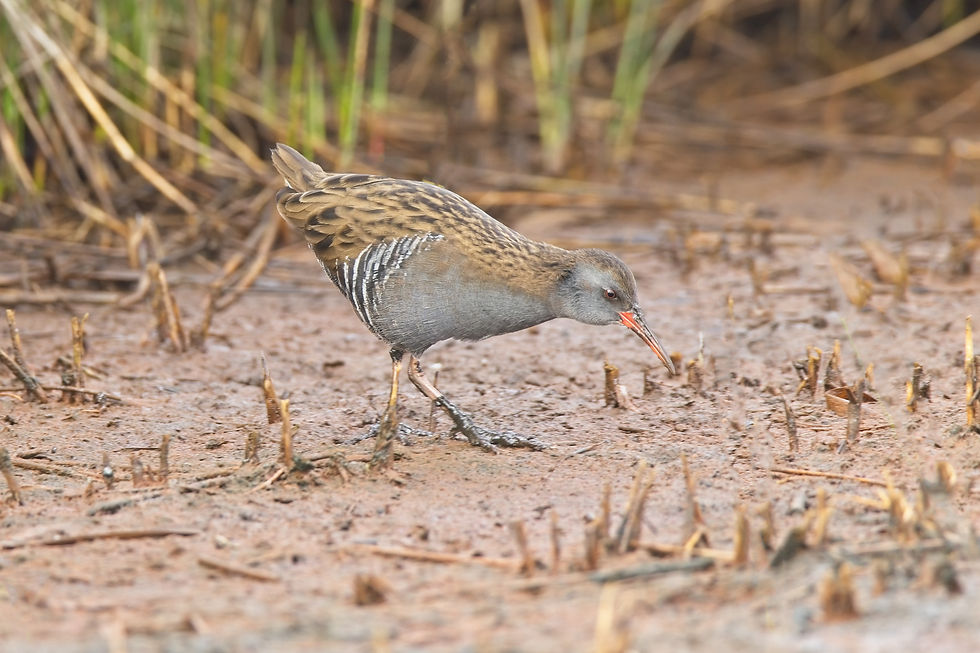 Water Rail 3 (16 Oct 21).jpg