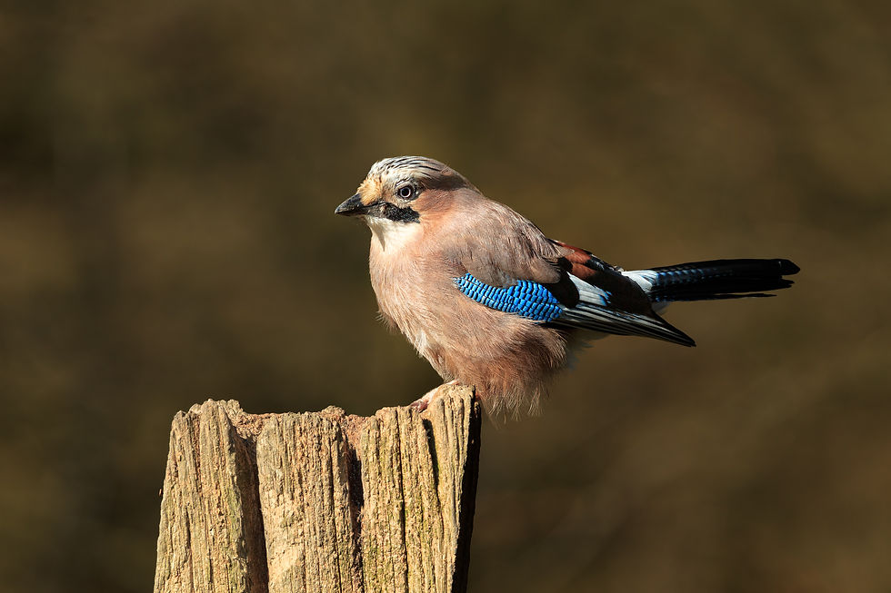 Jay 14 (17 Apr 16)_edited.jpg