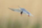 Common Tern 3 (22 May 15).jpg