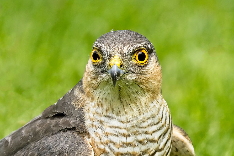 Sparrowhawk 4 (17 Jul 22).jpg