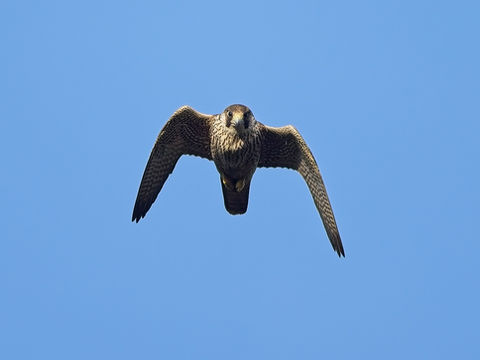The Occurrence of Peregrine Falcons in suburban South Birmingham - Jim Winsper