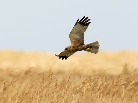 WMBC Field Trip: Bempton Cliffs & Blacktoft Sands – 15 June 2025