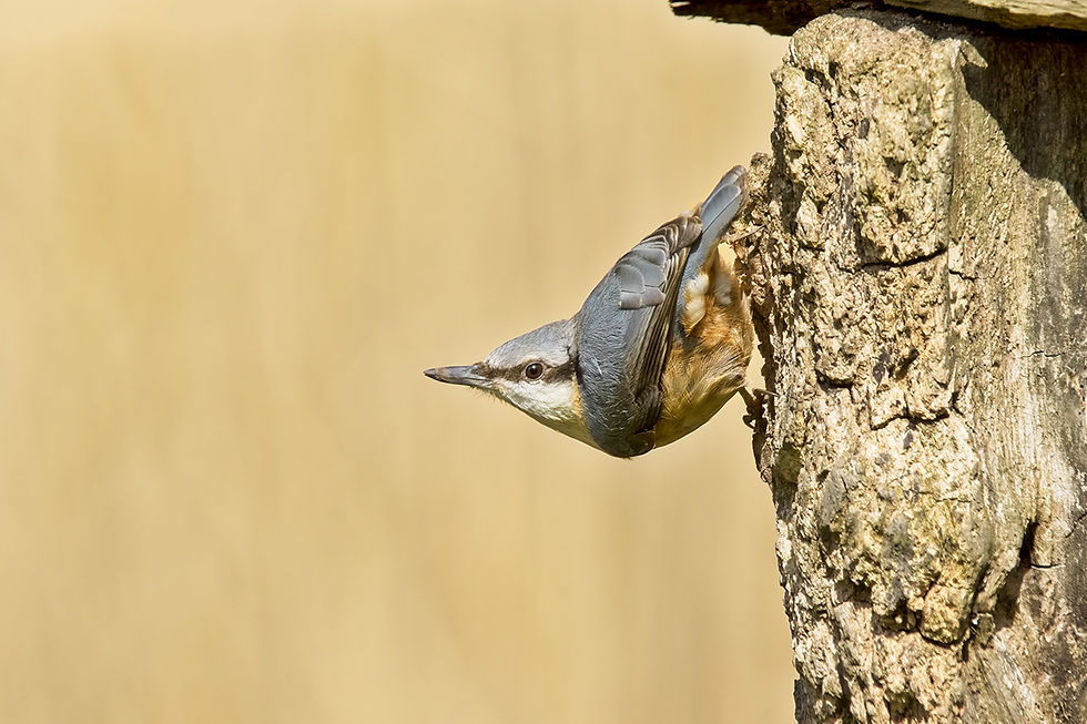 Nuthatch 4 (02 Apr 22).jpg