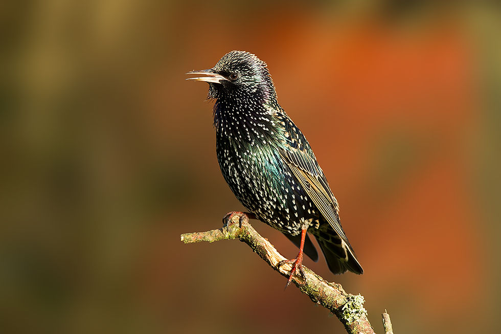 Starling 5 (01 Jan 13).jpg