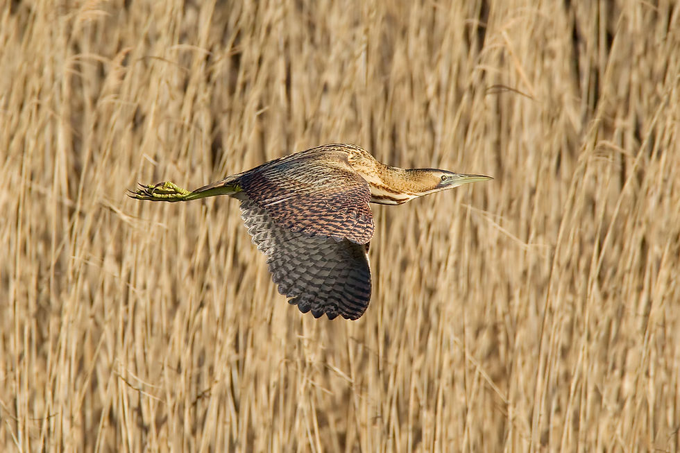 Open Day Walk | Morning Walk A