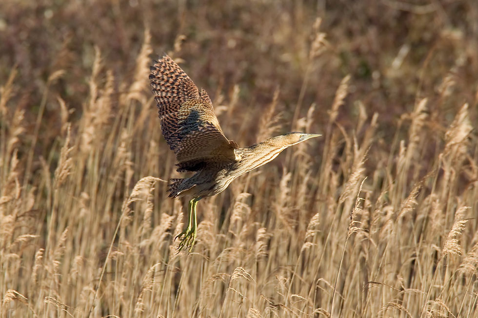 Bittern 19 (23 Jan 11).jpg