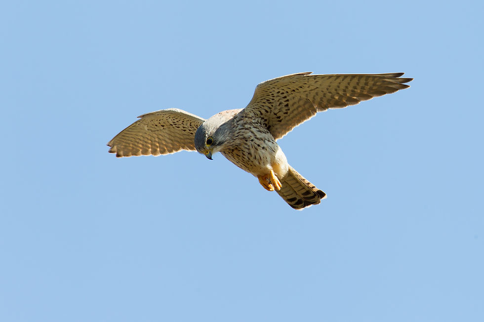 Kestrel 27 (29 Mar 13)_edited.jpg