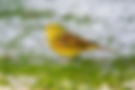Yellowhammer 3 (27 Nov 10).jpg
