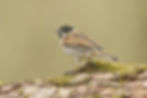 Reed Bunting 3 (25 Feb 23).jpg