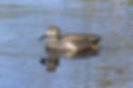 Gadwall 5 (17 Mar 24).jpg