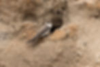 Sand Martin 2 (05 Jun 16).jpg