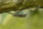 Treecreeper 3 (21 Apr 24).jpg