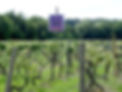 Local Vineyards and Winery's