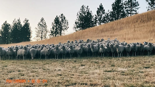 Sheep.jpg