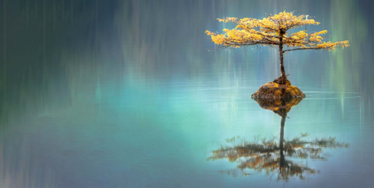 Loch Tree.png