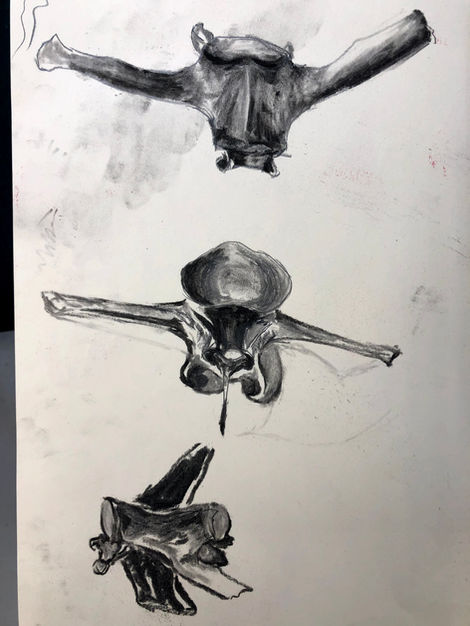 Charcoal drawings of deer vertebrae
9x12"