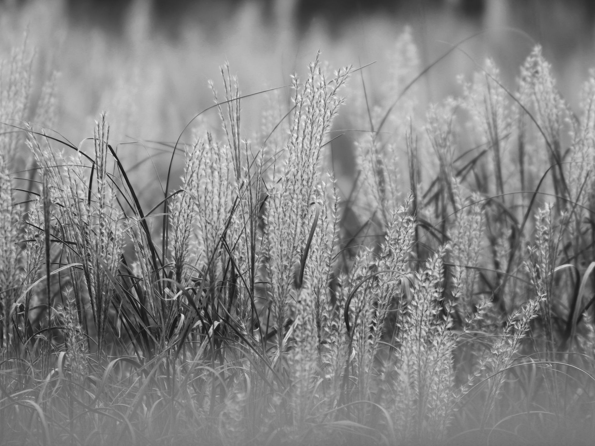 BW version.
