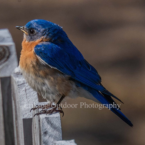 Eastern Bluebird - male #4 | Ceramic Tiles | eriksonoutdoorphotog