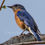 Thumbnail: Eastern Bluebird - male | Ceramic Tiles