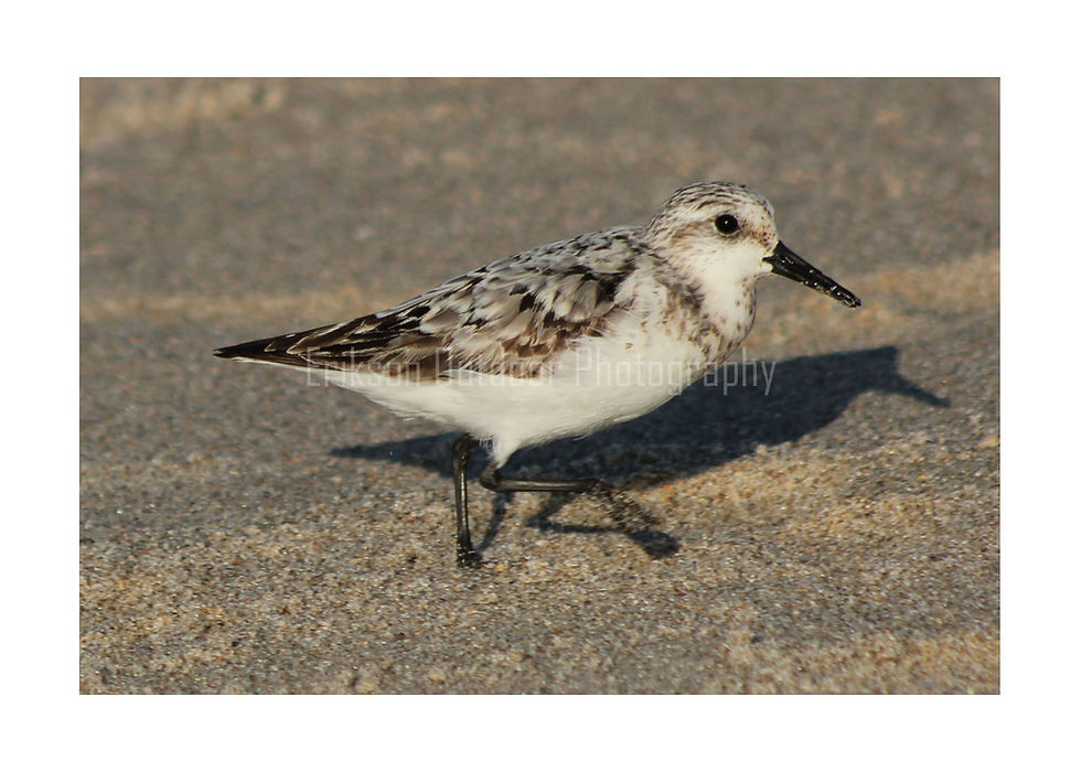 Thumbnail: Sanderling, Cards and Prints