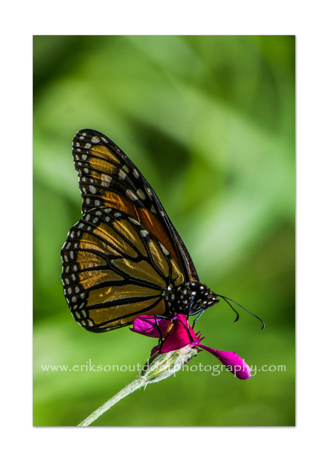 Monarch Butterfly on Rose Campion, Cards and Prints