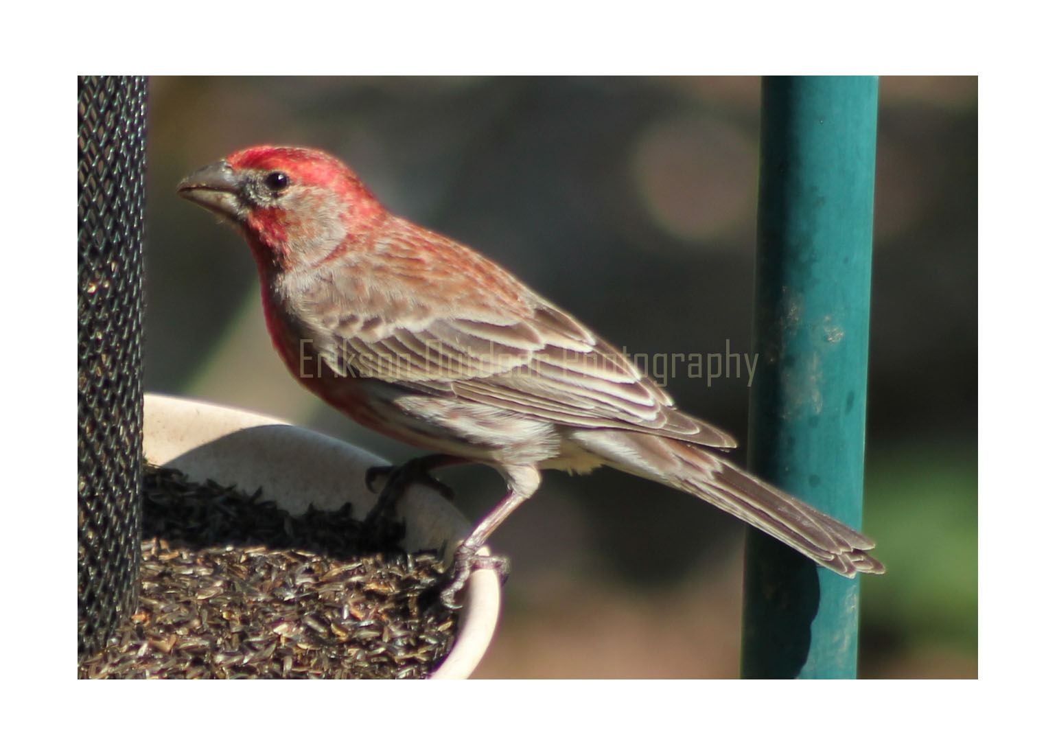 House Finch, Cards and Prints