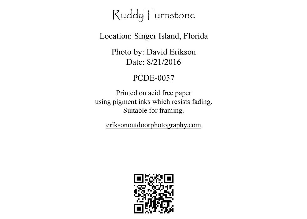 Thumbnail: Ruddy Turnstone | Cards and Prints