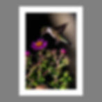 Ruby-throated Hummingbird - 2:3 aspect ratio