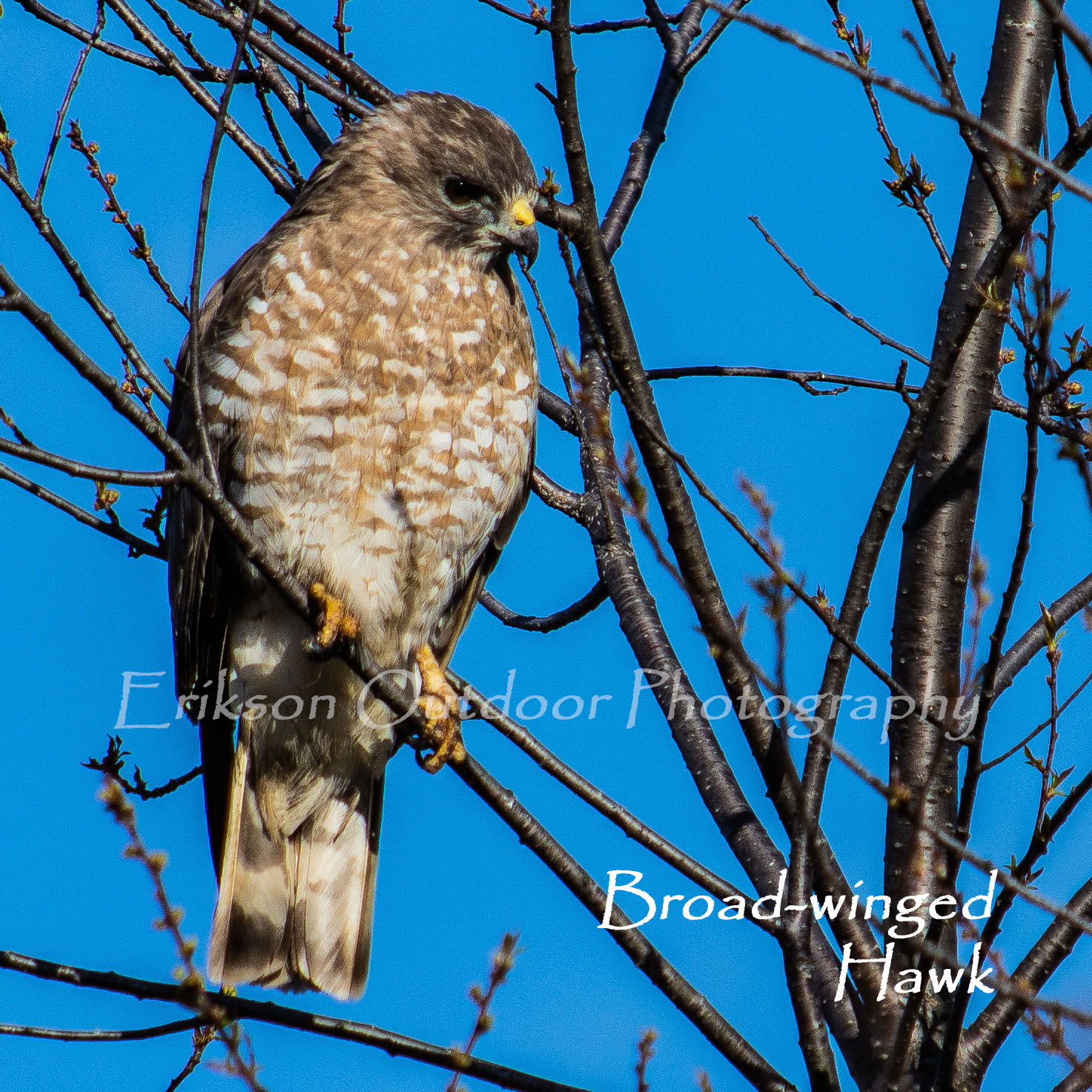 Broad-winged Hawk | Ceramic Tiles