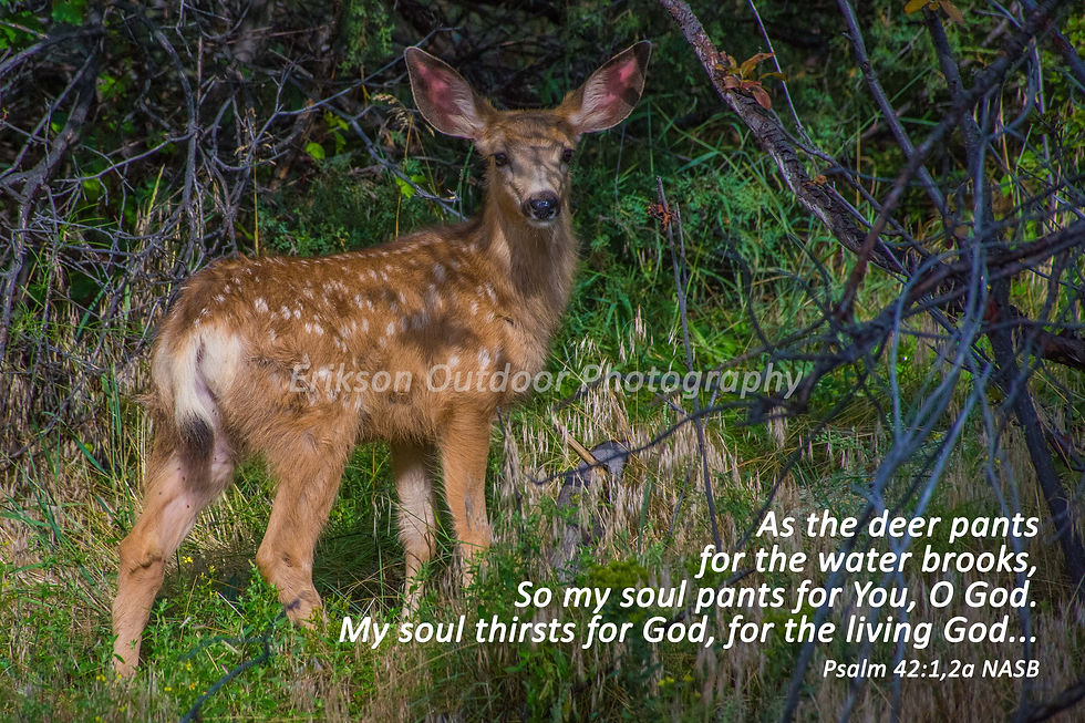 Thumbnail: Psalm 42:1,2a from New American Standard Bible, NASB