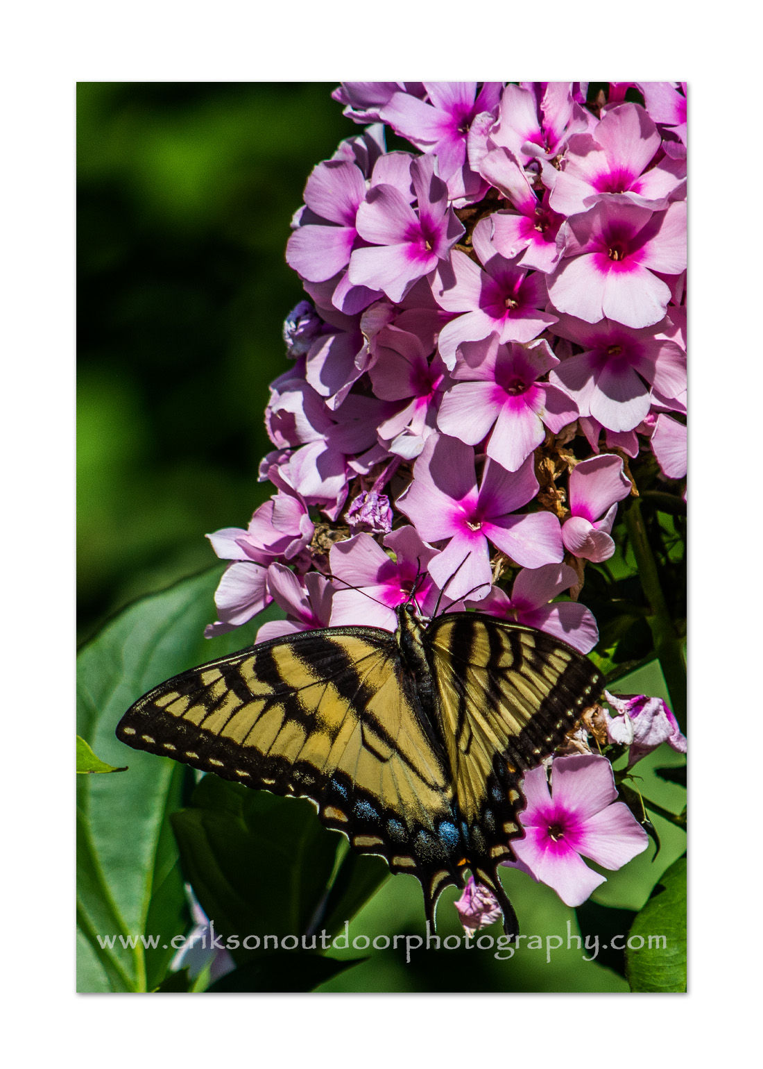 Eastern Tiger Swallowtail on Phlox, Cards and Prints