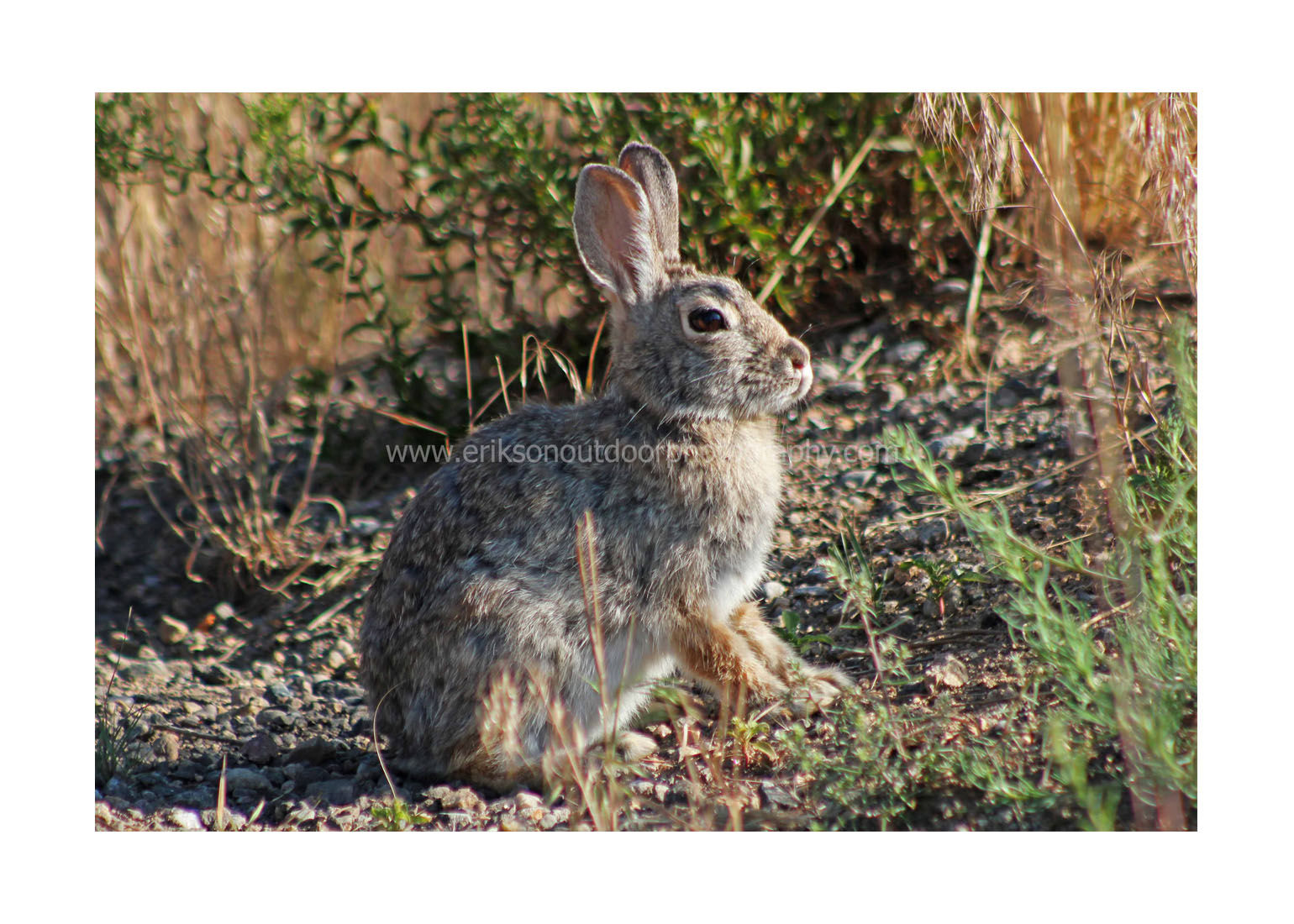 5X7 Greeting Card - Snowshoe Hare