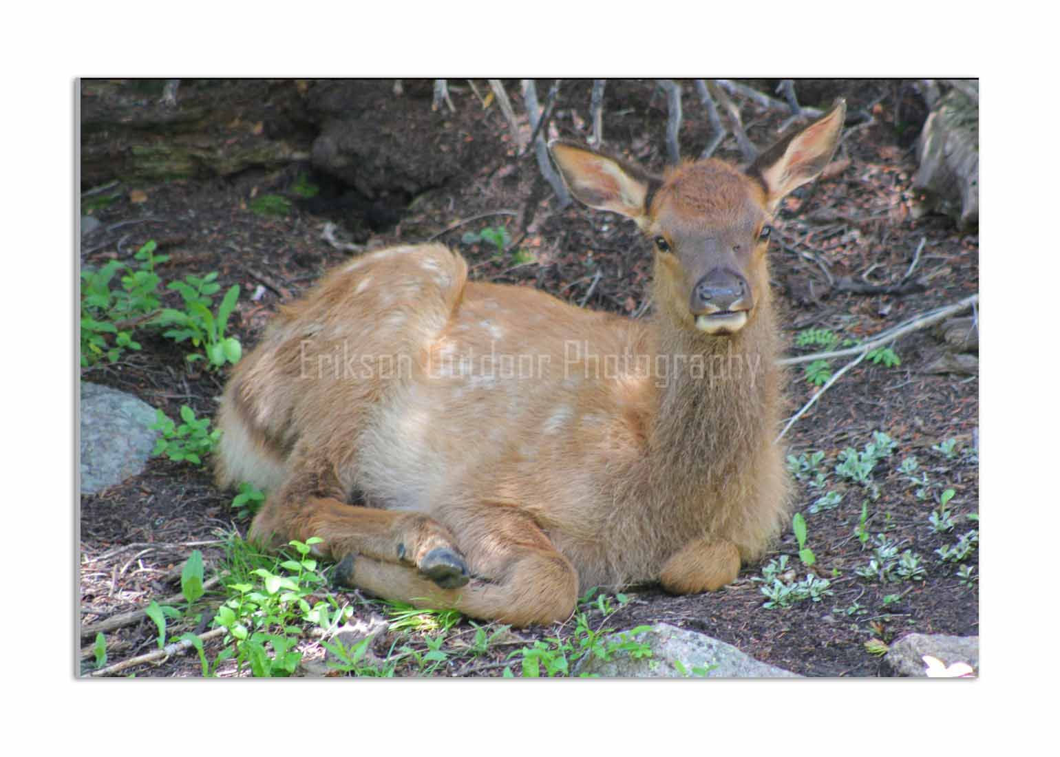 Elk Calf, Cards and Prints