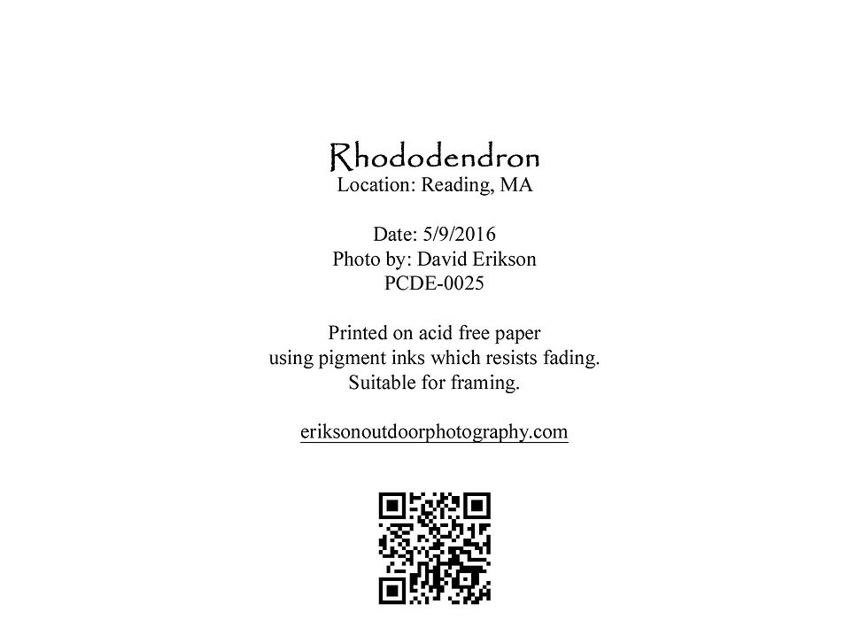 Thumbnail: Rhododendron, Cards and Prints
