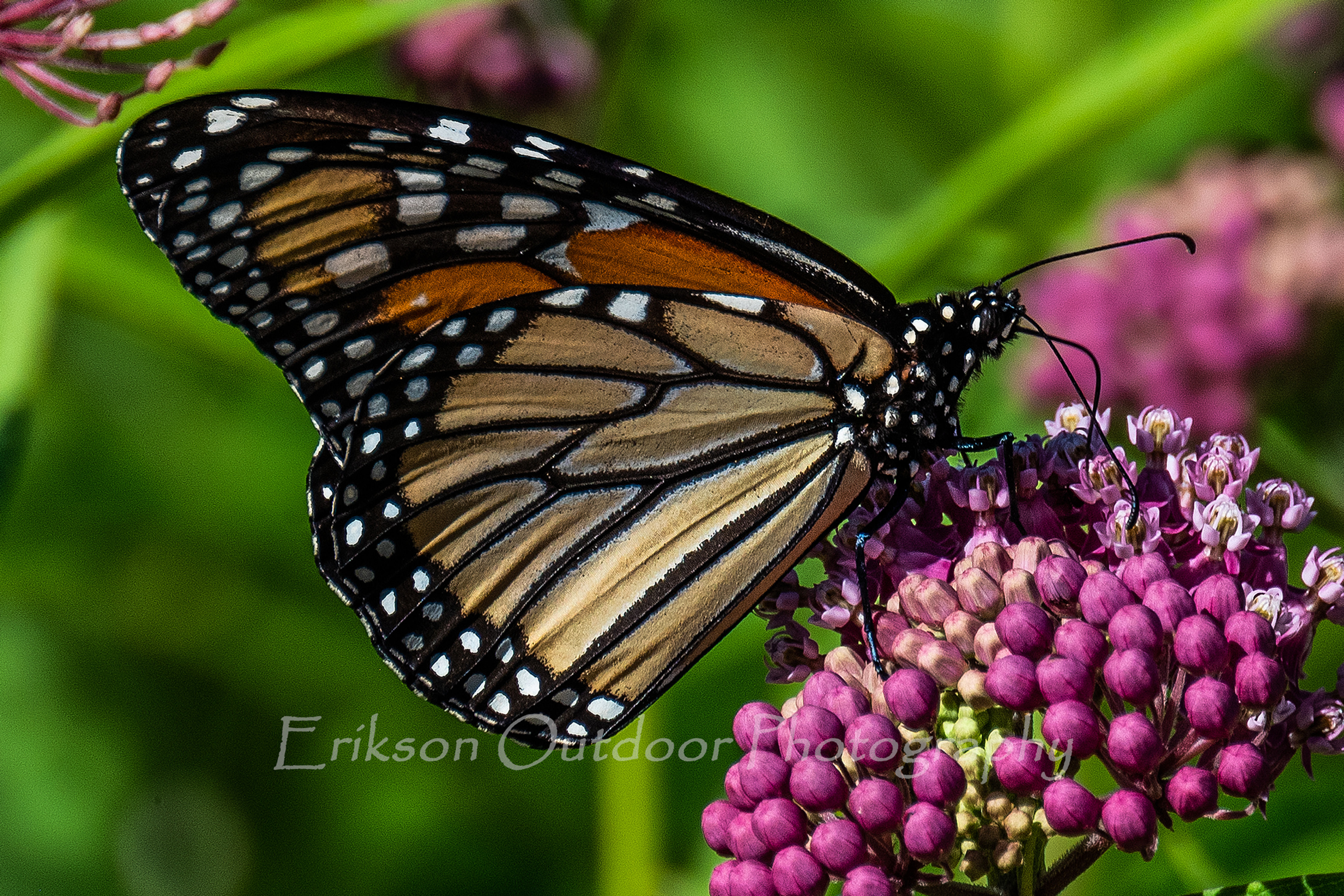 Monarch on Rose Milkweed
