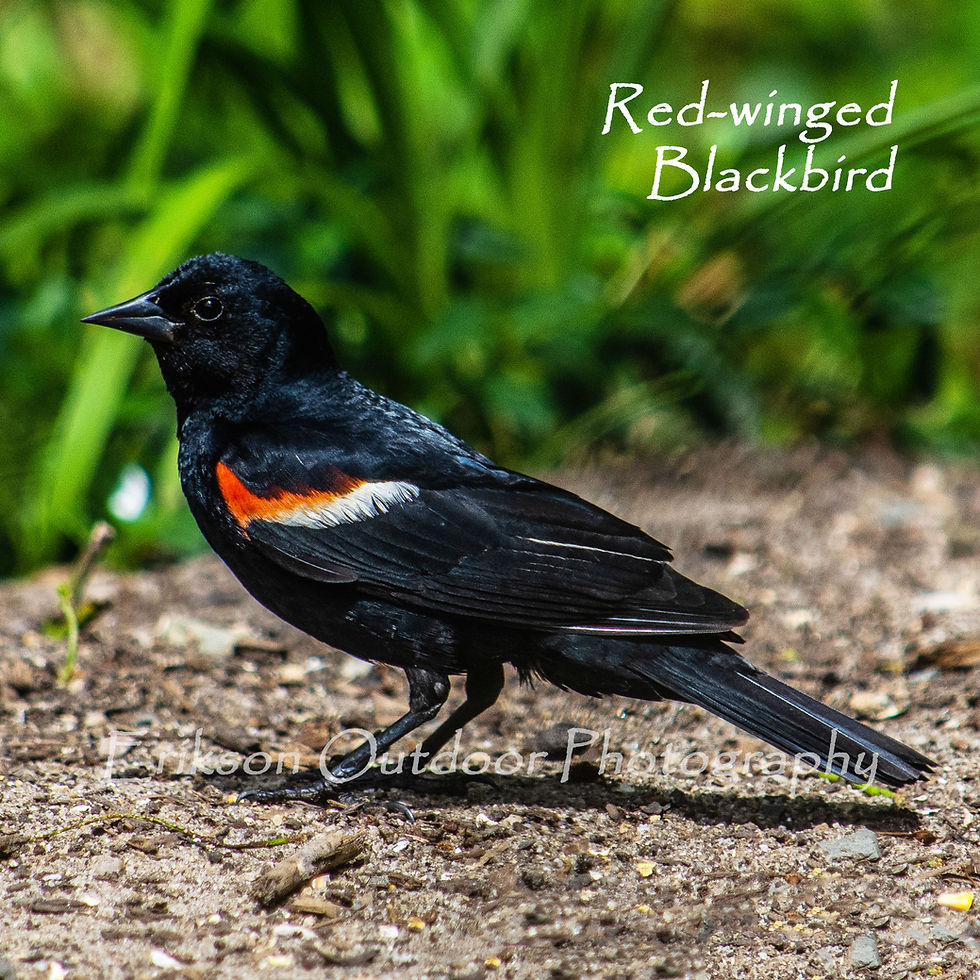 Thumbnail: Red-winged Blackbird - breeding | Ceramic Tile