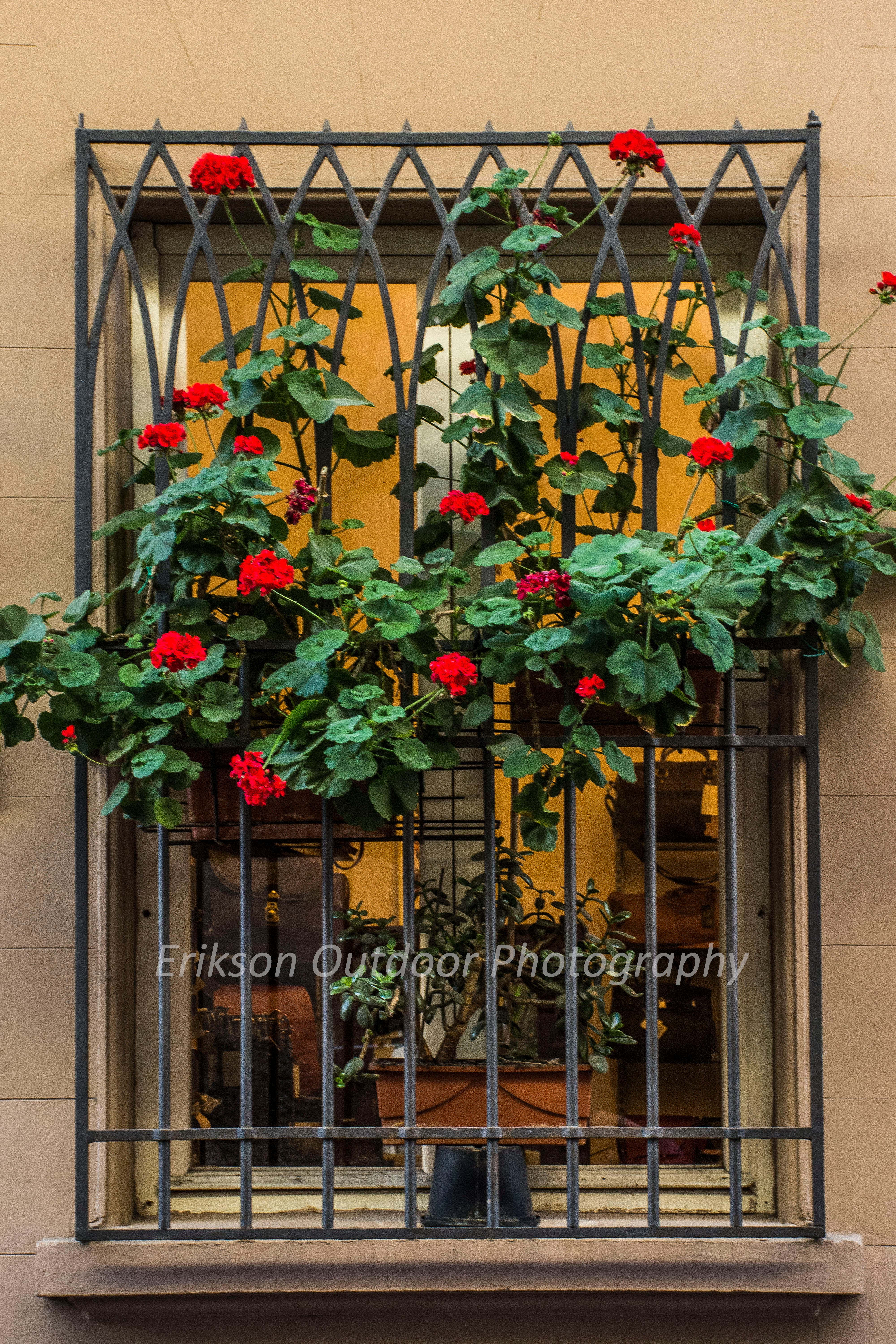 Window & Flowers #7, Florence, Italy, Cards and Prints