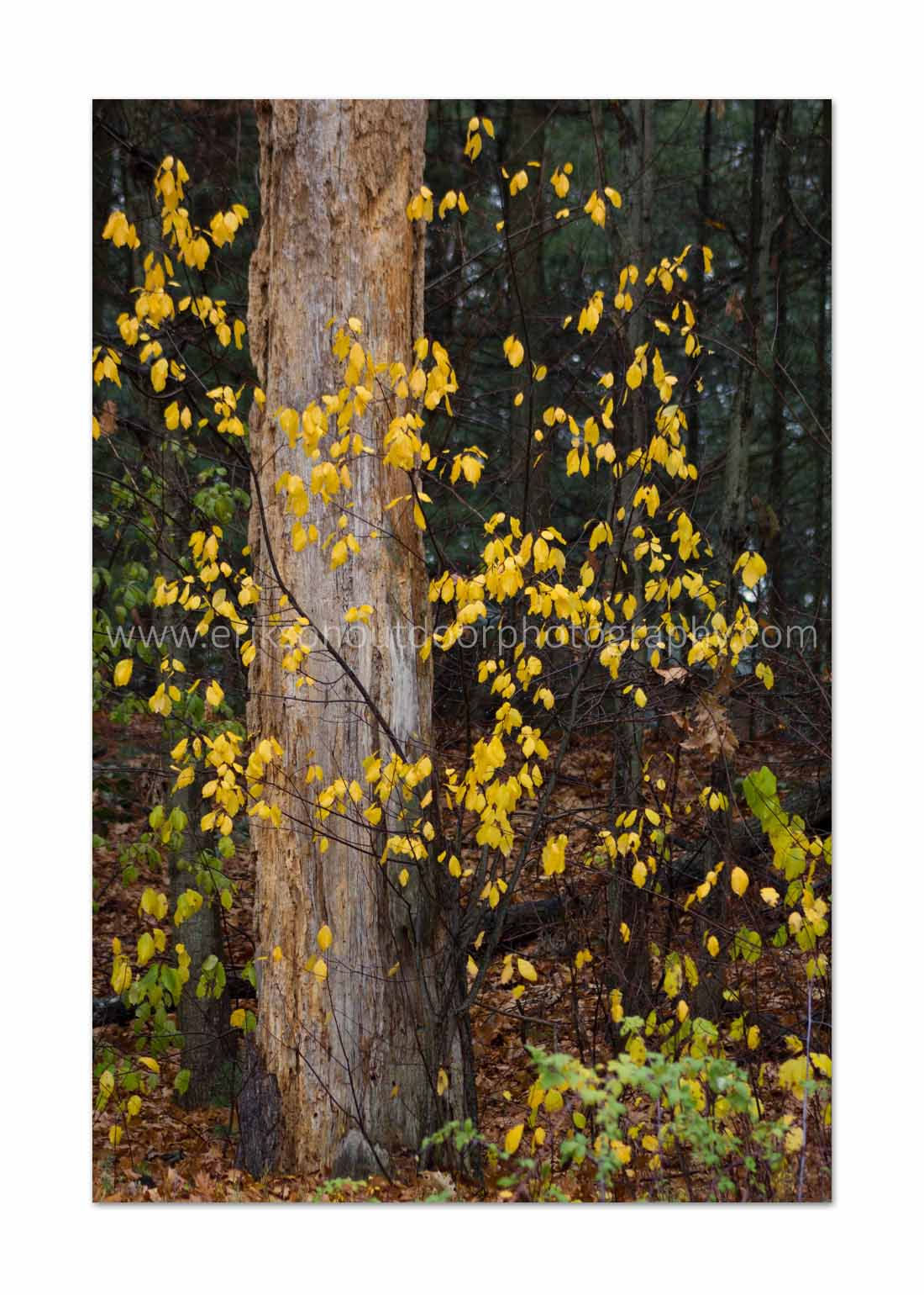 Autumn Contrast, Cards and Prints