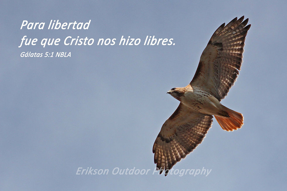 Thumbnail: Galatians 5:1a in Nueva Biblia de las Américas NBLA