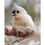 Thumbnail: Tufted Titmouse, Cards and Prints