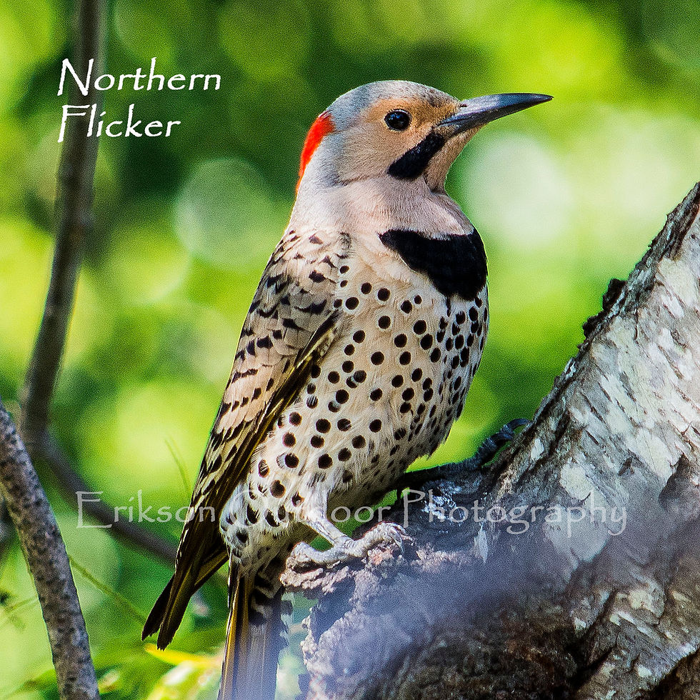Thumbnail: Northern Flicker "Yellow Shafted" | Ceramic Tile