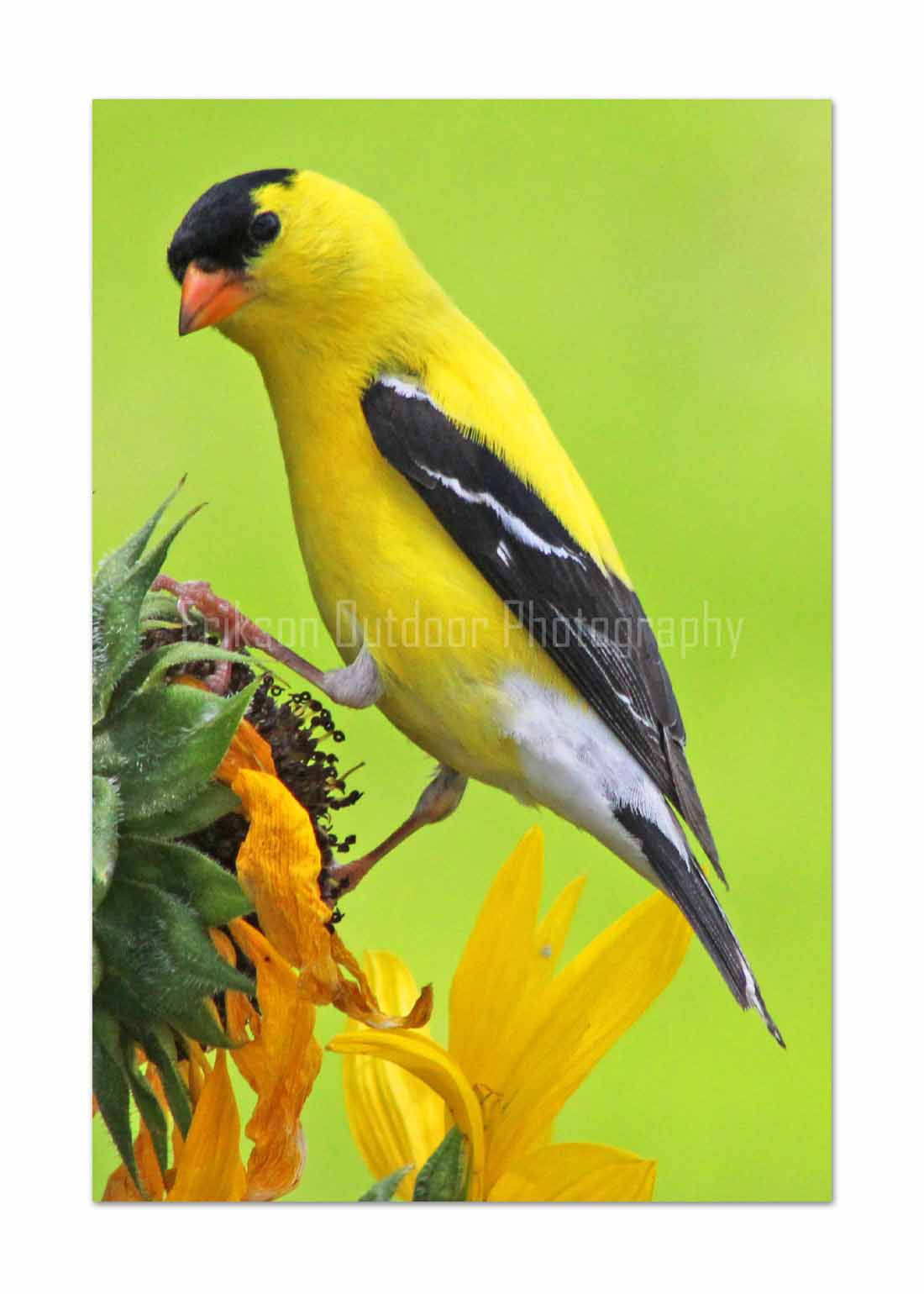 Goldfinch - male, Cards and Prints