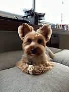 Thori ( Imagen real )