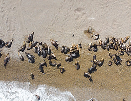 punta_ninfas_3.jpg